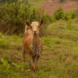 Gift a goat for provision - Gift Code BUR02
